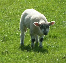 little lamb next door